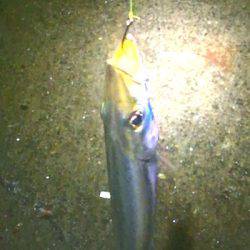 焼津港で良型のタコとカマス